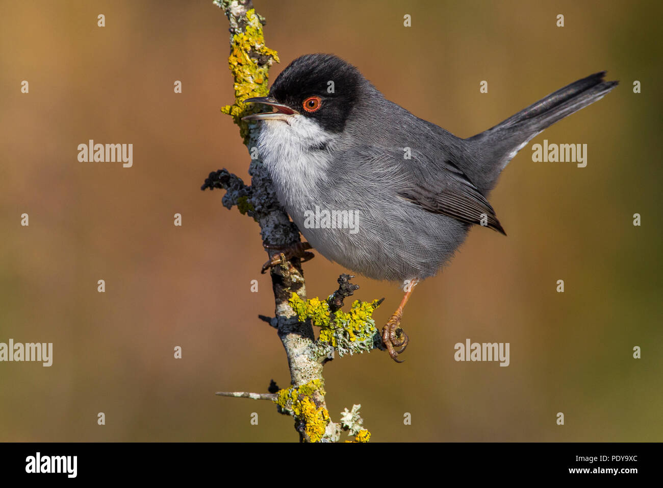 Samtkopfgrasmücke (Sylvia Melanocephala) Stockfoto