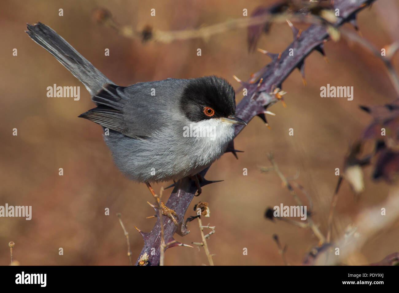 Samtkopfgrasmücke (Sylvia Melanocephala) Stockfoto