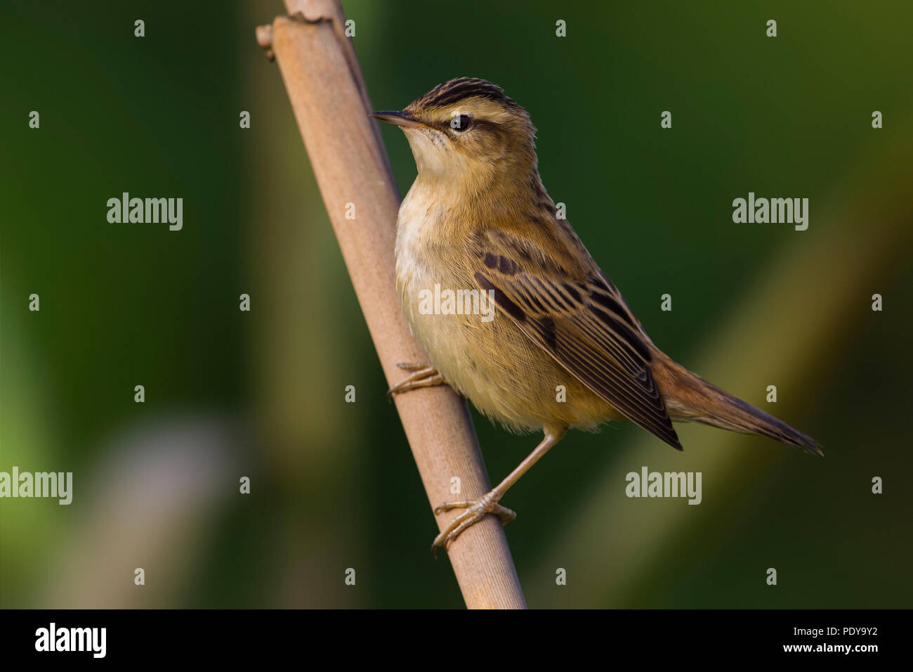 Schilfrohrsänger (Acrocephalus Schoenobaenus) Stockfoto