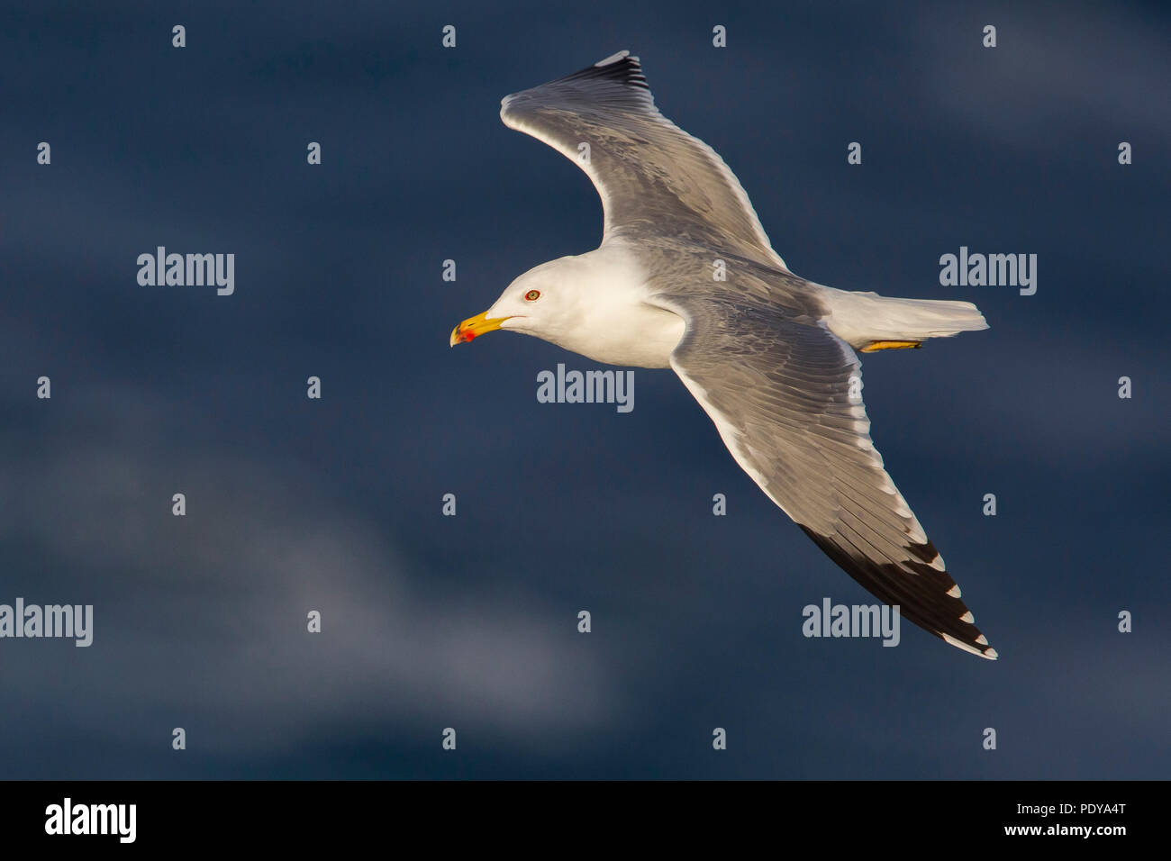Gelb-legged Möve (Larus Michahellis) Stockfoto