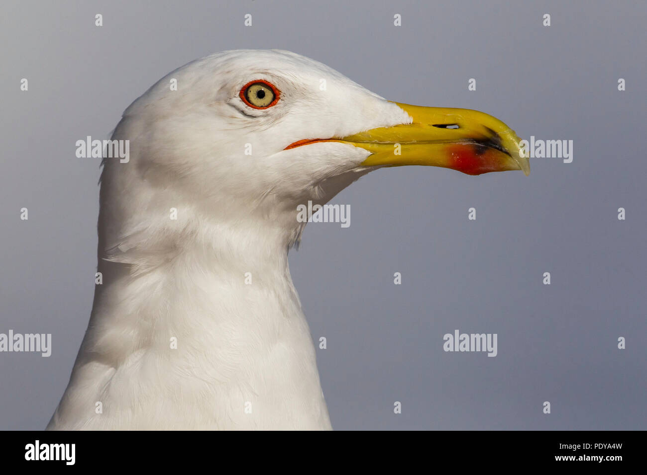 Gelb-legged Möve (Larus Michahellis) Stockfoto