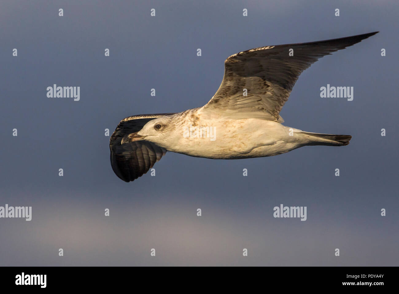 Gelb-legged Möve (Larus Michahellis) Stockfoto