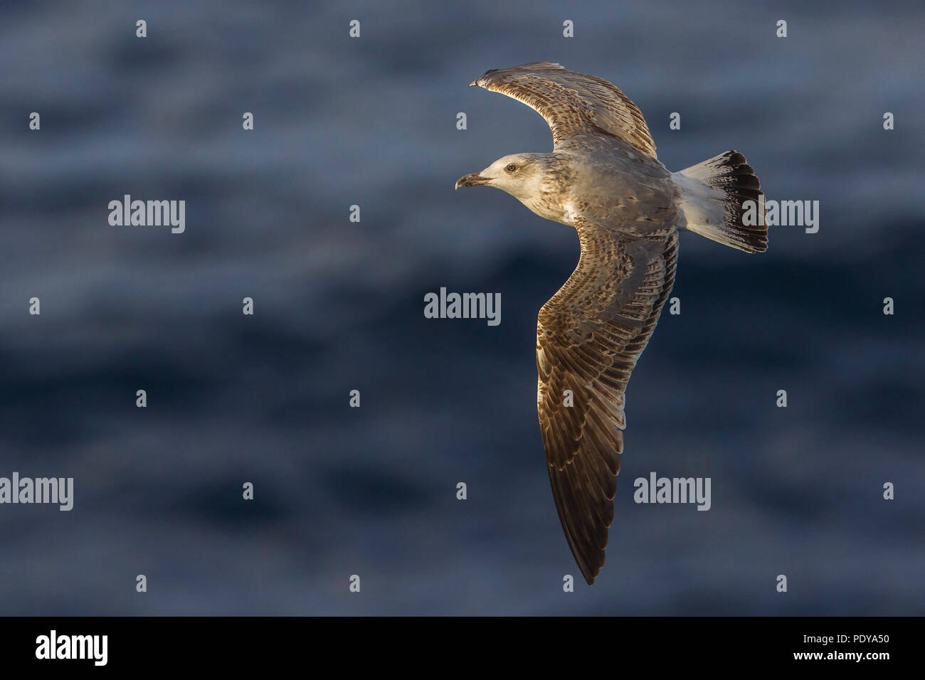 Gelb-legged Möve (Larus Michahellis) Stockfoto