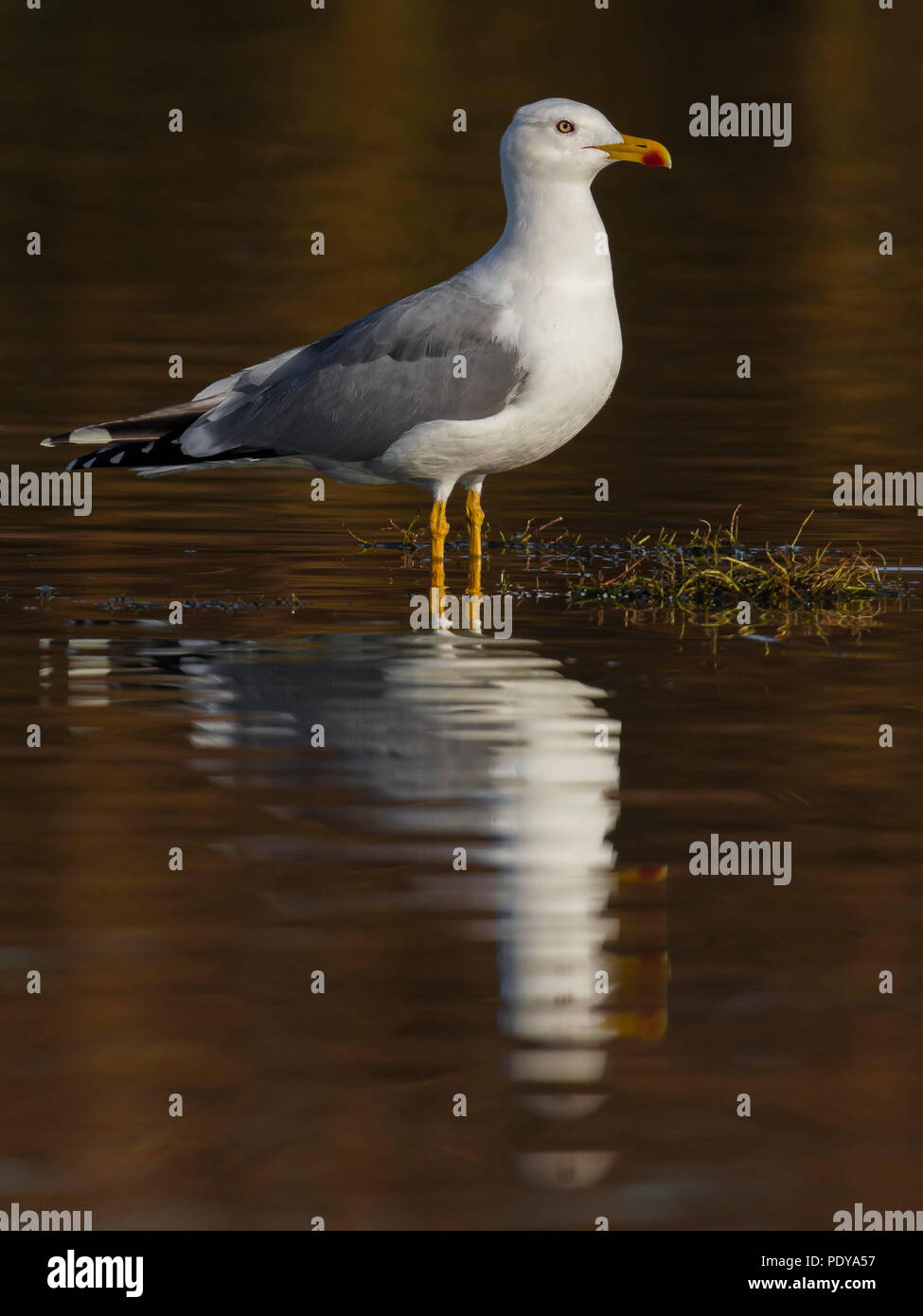 Gelb-legged Möve (Larus Michahellis) Stockfoto