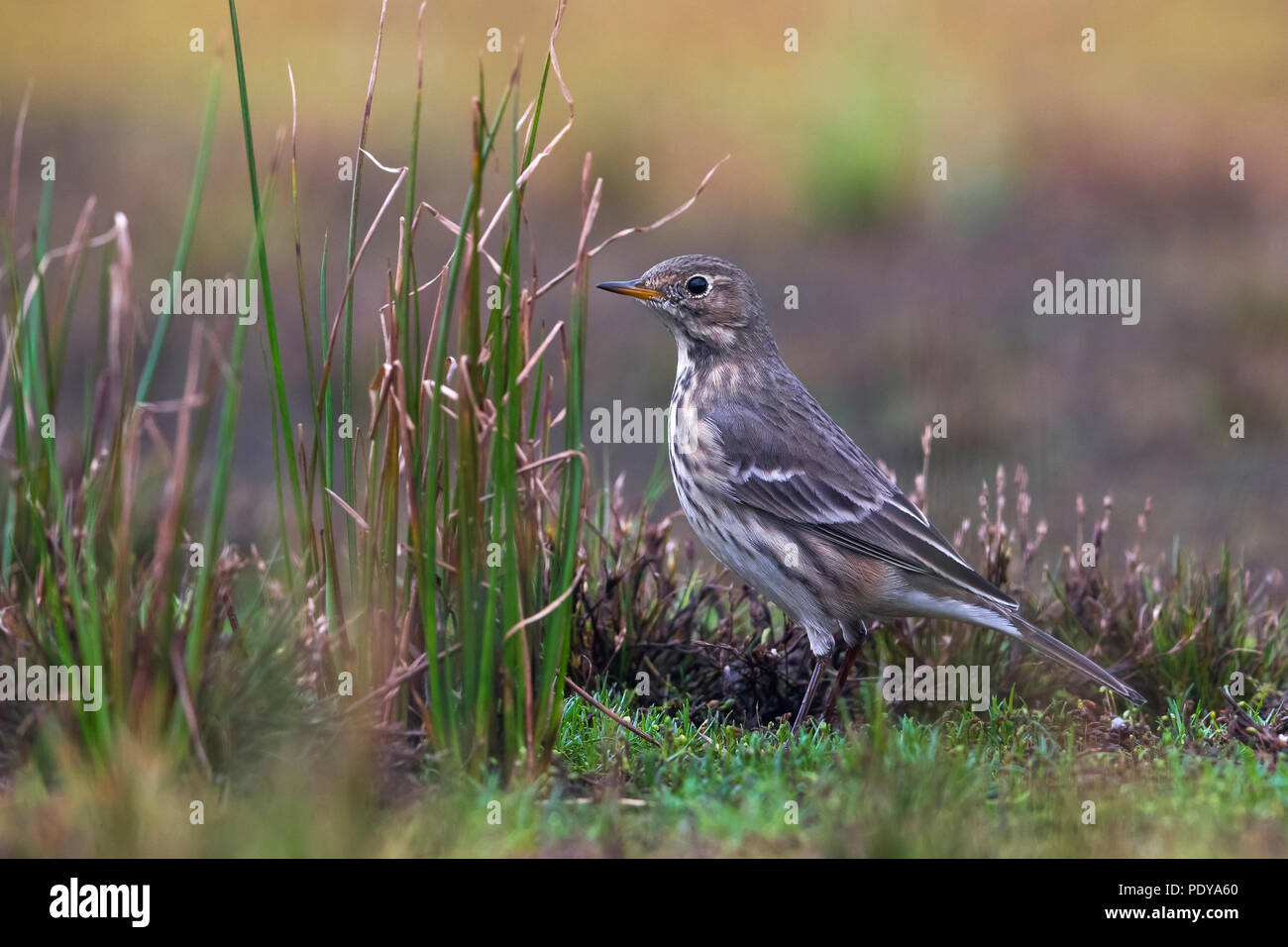 Amerikanische Pieper; Anthus rubescens Rubescens Stockfoto