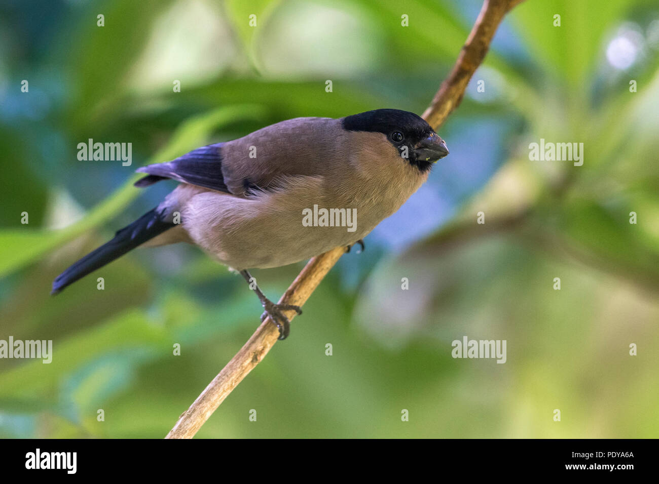 Azoren Gimpel Pyrrhula murina; Stockfoto