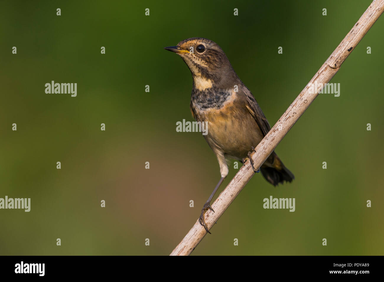 Blaukehlchen; Luscinia svecica Stockfoto