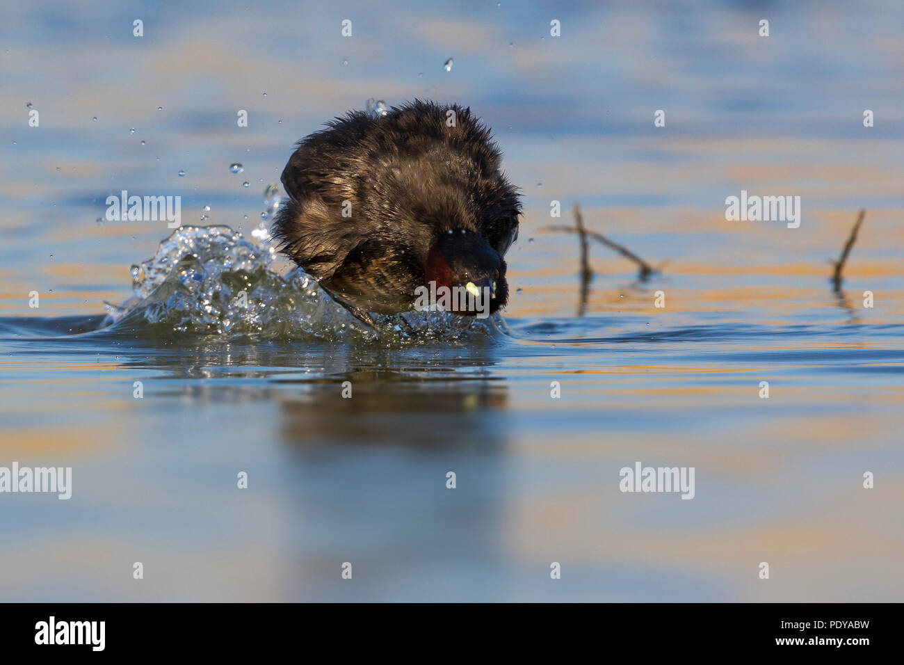 Zwergtaucher Tachybaptus ruficollis; Stockfoto