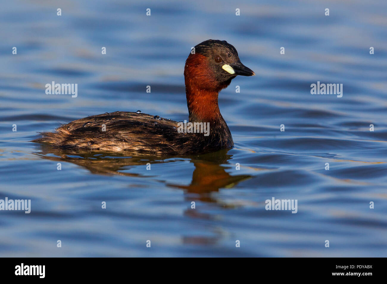 Zwergtaucher Tachybaptus ruficollis; Stockfoto