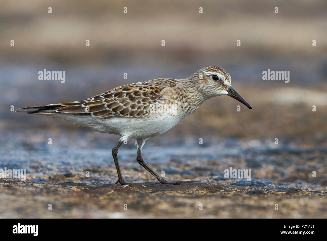 White-rumped Sandpiper, Calidris fuscicollis Stockfoto