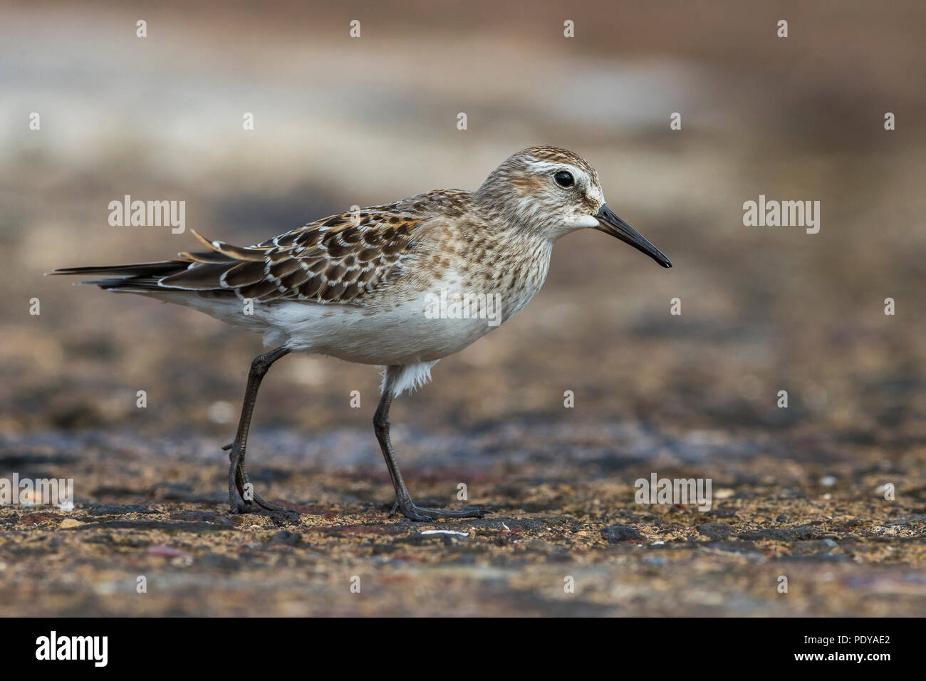 White-rumped Sandpiper, Calidris fuscicollis Stockfoto