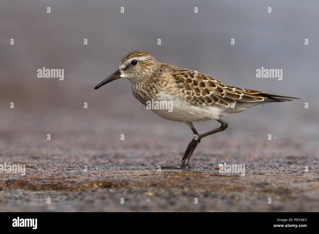White-rumped Sandpiper, Calidris fuscicollis Stockfoto