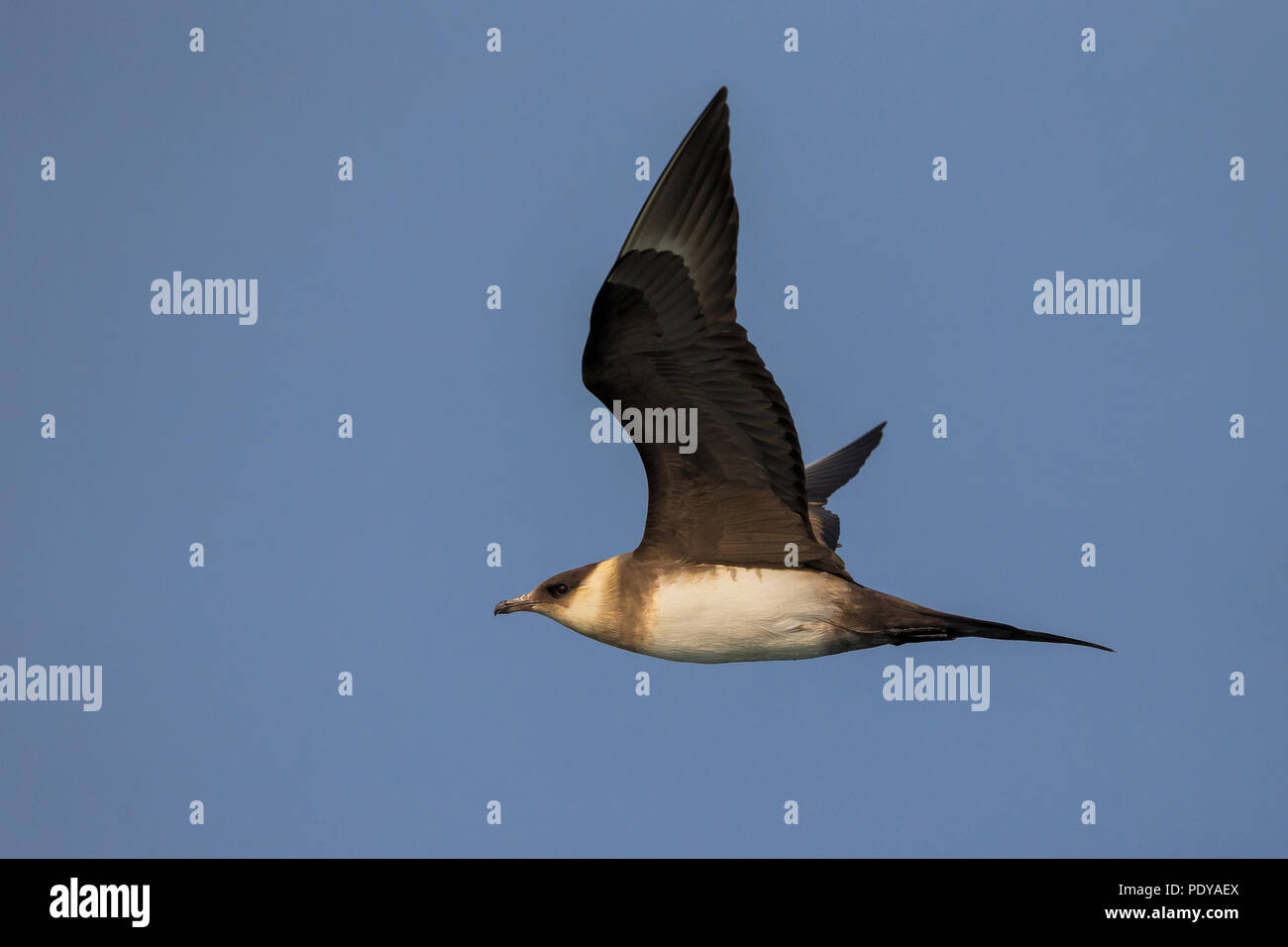 Flying Schmarotzerraubmöwe; Eulen parasiticus Stockfoto