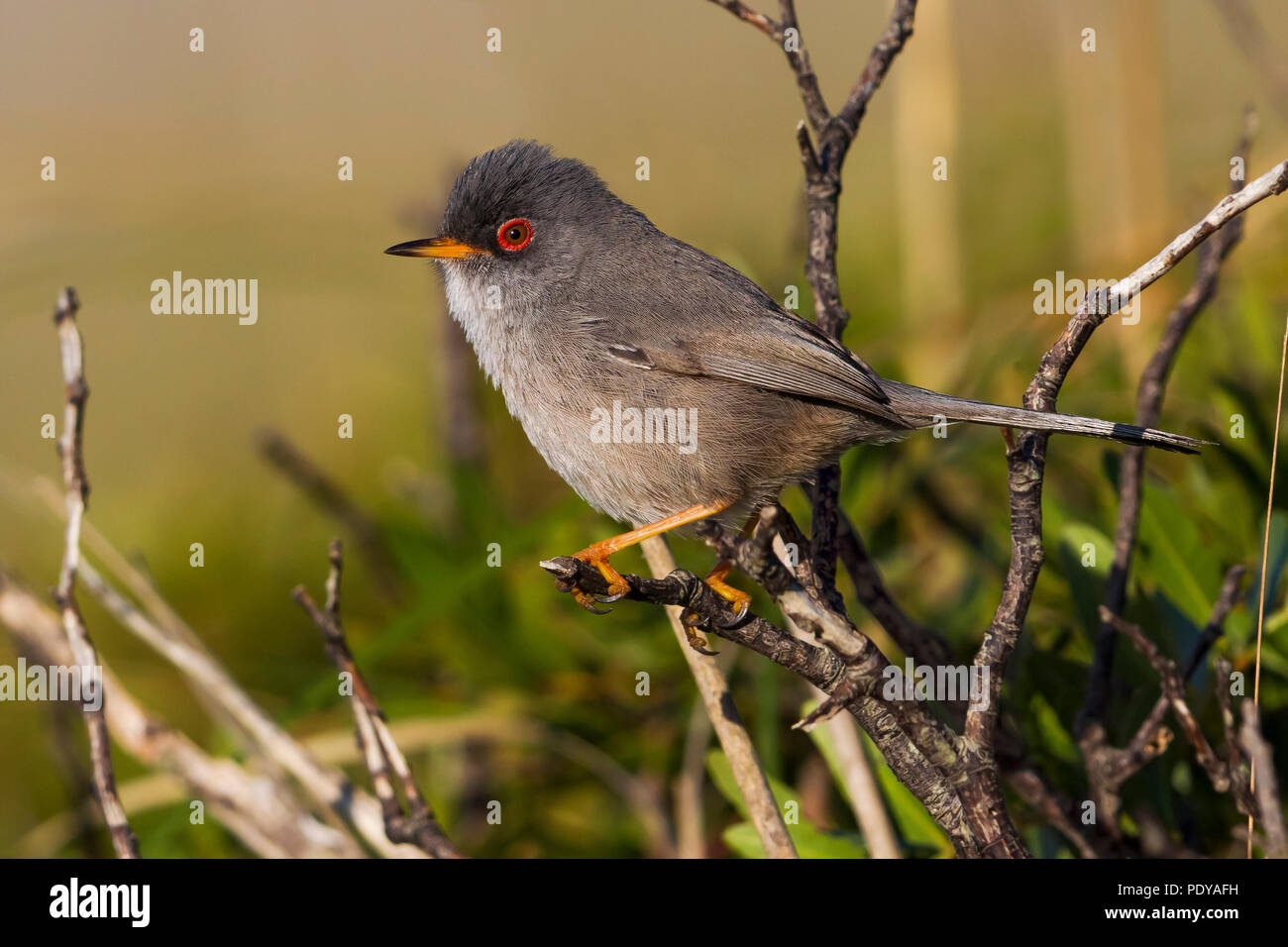 Erwachsene männliche Balearen Warbler; Sylvia balearica Stockfoto