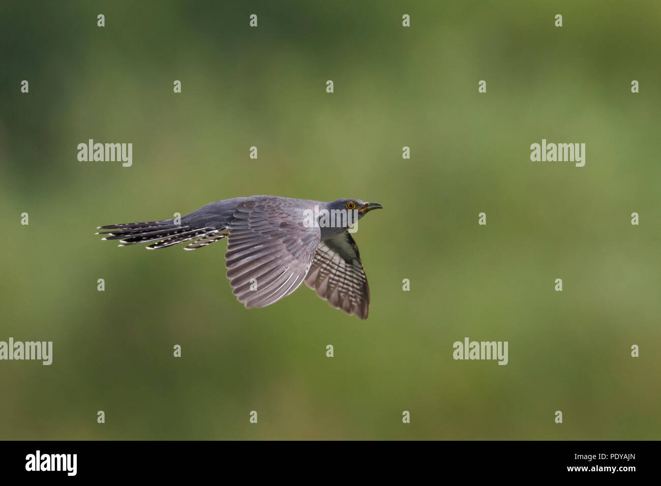 Fliegen; Gemeinsame Kuckuck Cuculus canorus Stockfoto
