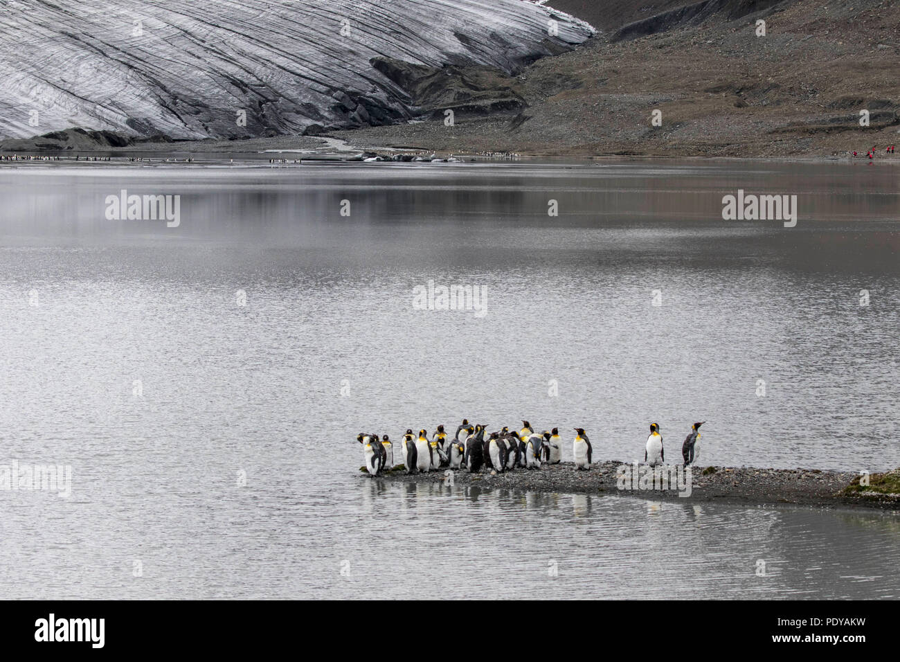 Königspinguine auf einer South Shetland Insel schwimmen in einem Gletschersee zu Stockfoto