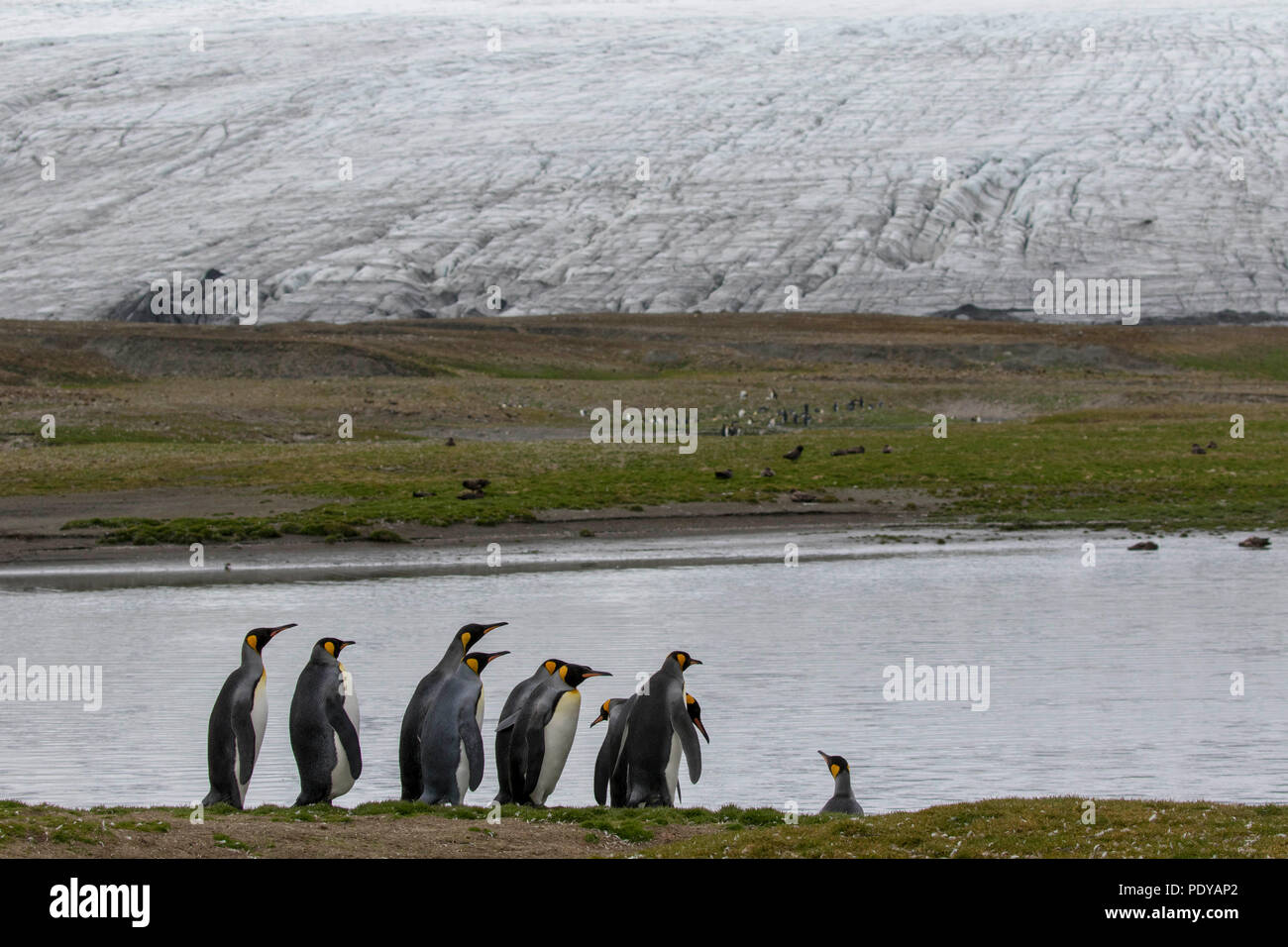 Königspinguine auf einer South Shetland Insel schwimmen in einem Gletschersee zu Stockfoto