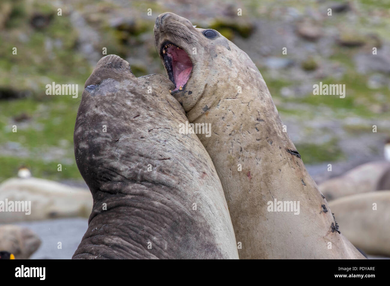 Zwei männliche Elefanten Dichtung in einem scheingefecht in der South Shetland Inseln Stockfoto
