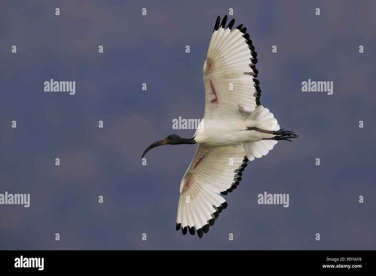 Fliegen nach Heiliger Ibis; Threskiornis aethiopicus Stockfoto