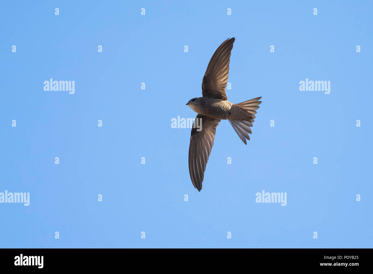 Kap Verde Swift; Apus alexandri Stockfoto