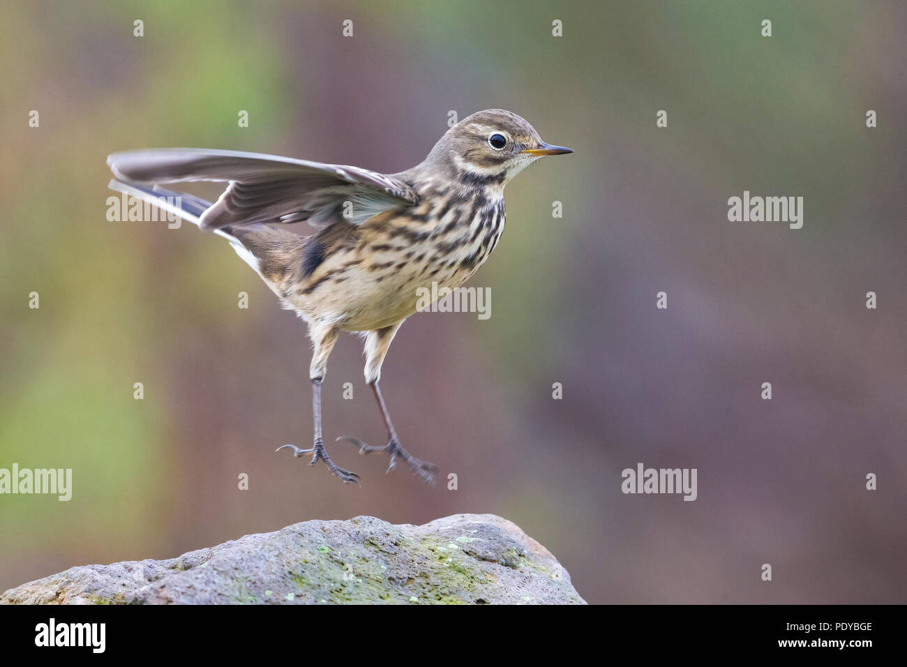 American Buff-bellied Pieper (Anthus rubescens rubescens) fliegen von einem Felsen Stockfoto