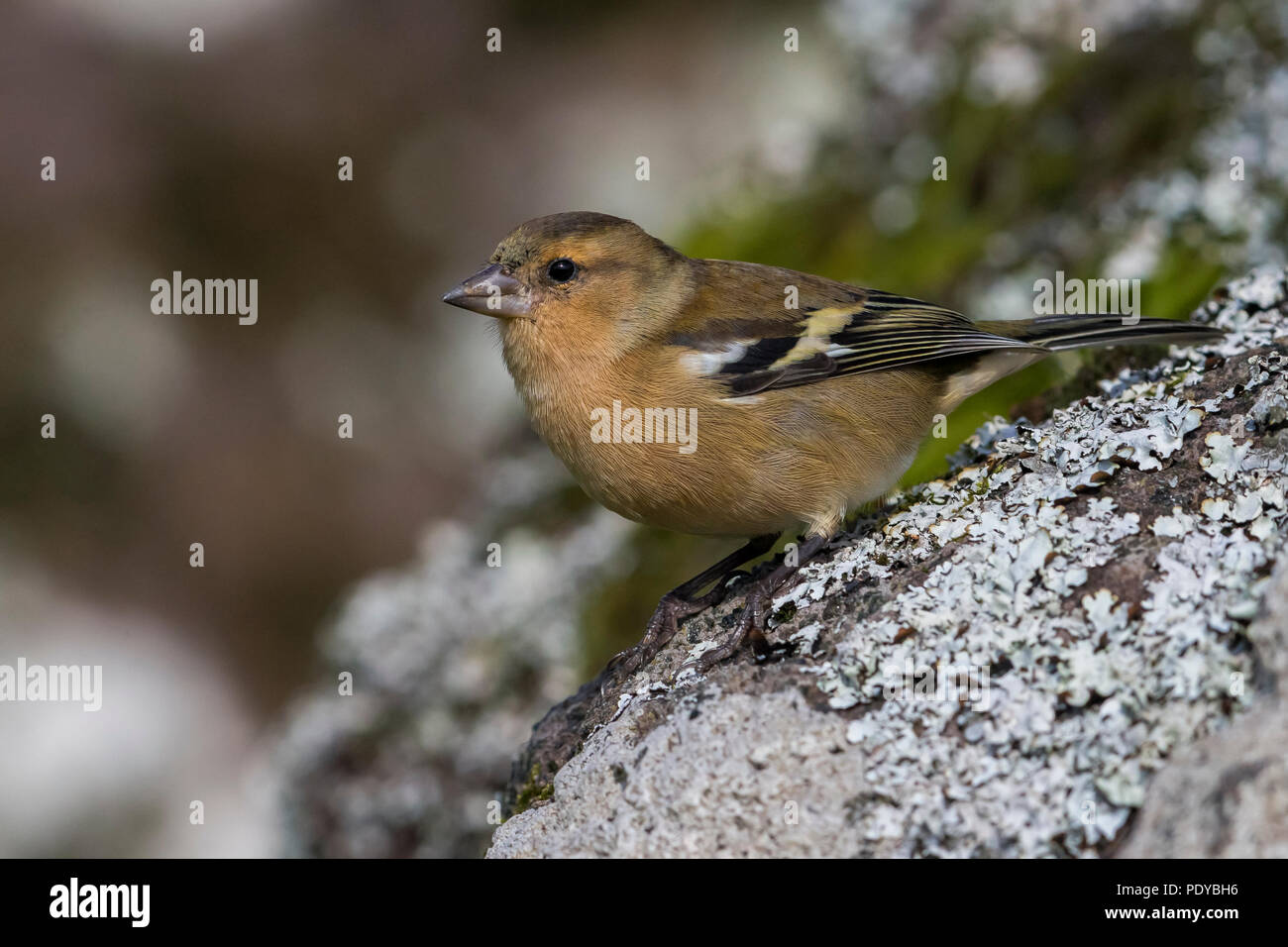 Weibliche Buchfink; Azoren Buchfink (Fringilla coelebs moreletti) Stockfoto