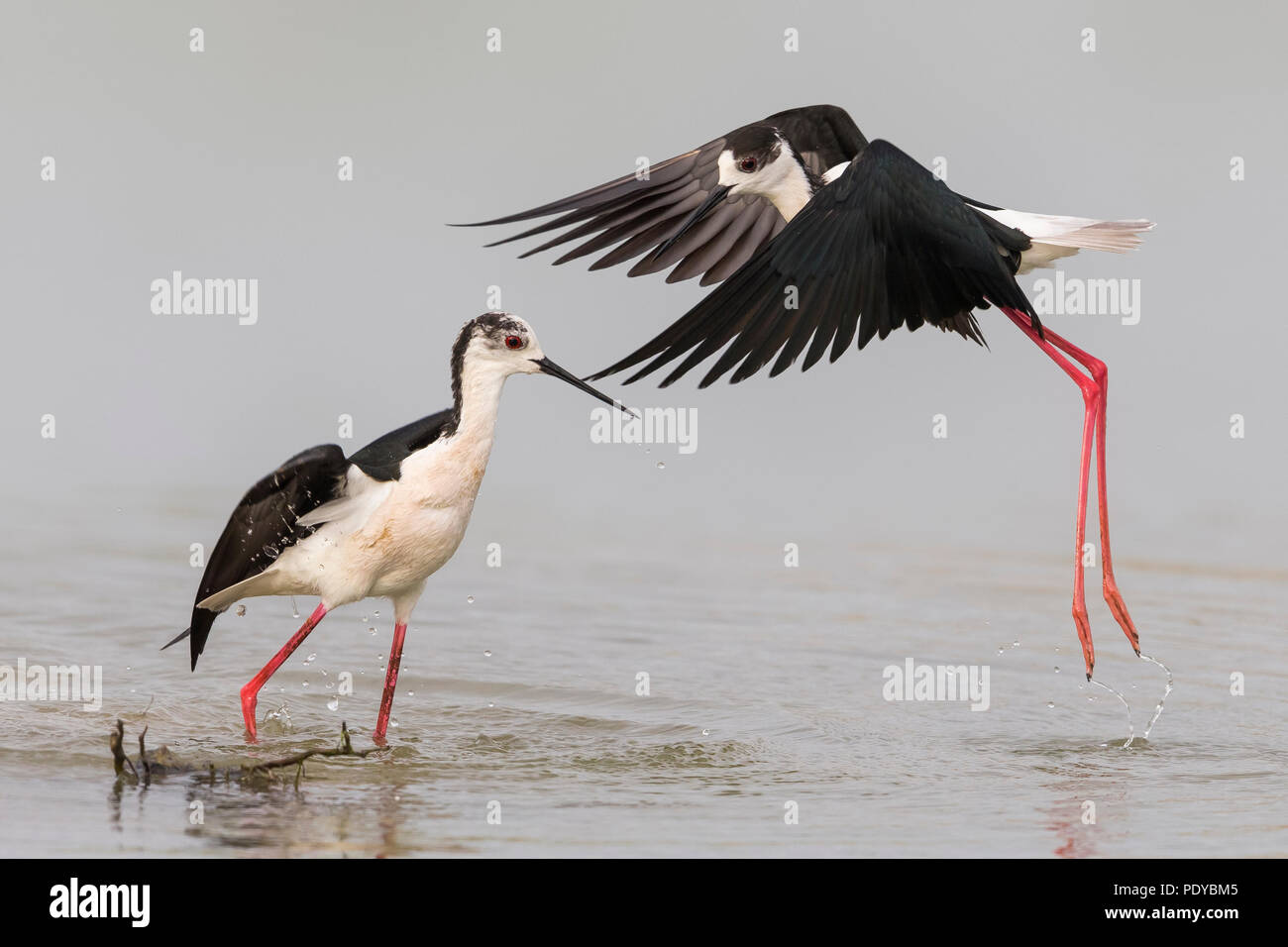 Schwarz - geflügelte Stelzenläufer Himantopus himantopus; Stockfoto