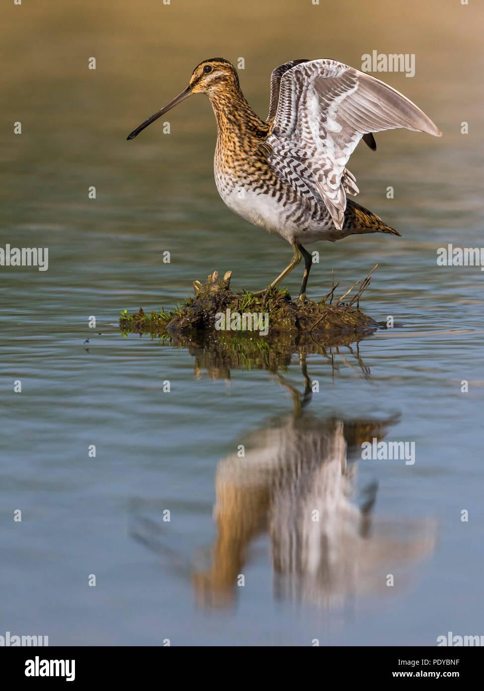 Bekassine Gallinago gallinago; Stockfoto