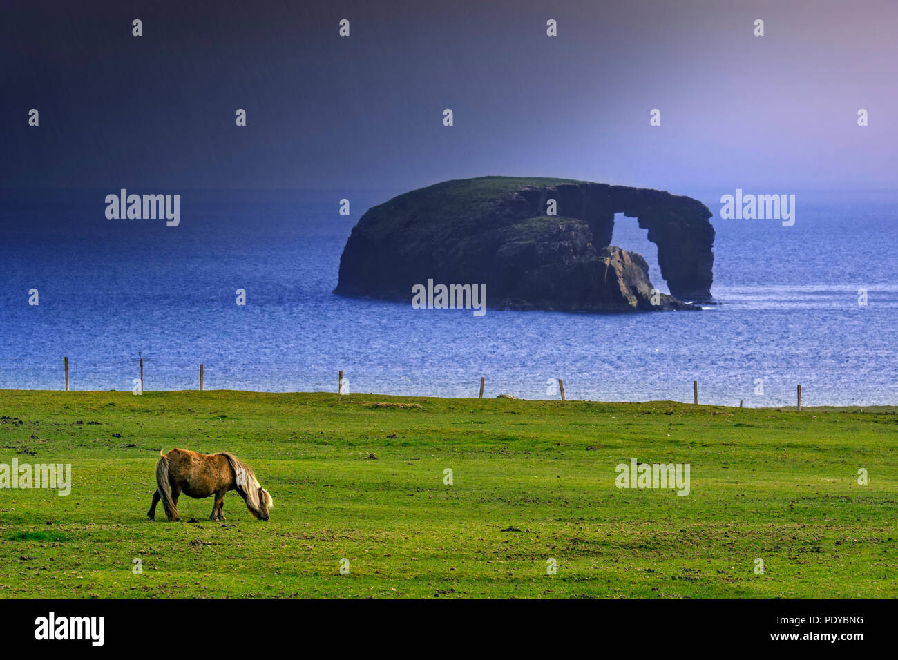 Shetland pony und Dore Holm, kleinen Inselchen mit Natural Arch vor der Küste von Stenness, Esha Ness/Eshaness während Regenguß auf dem Festland Shetland, Scot Stockfoto
