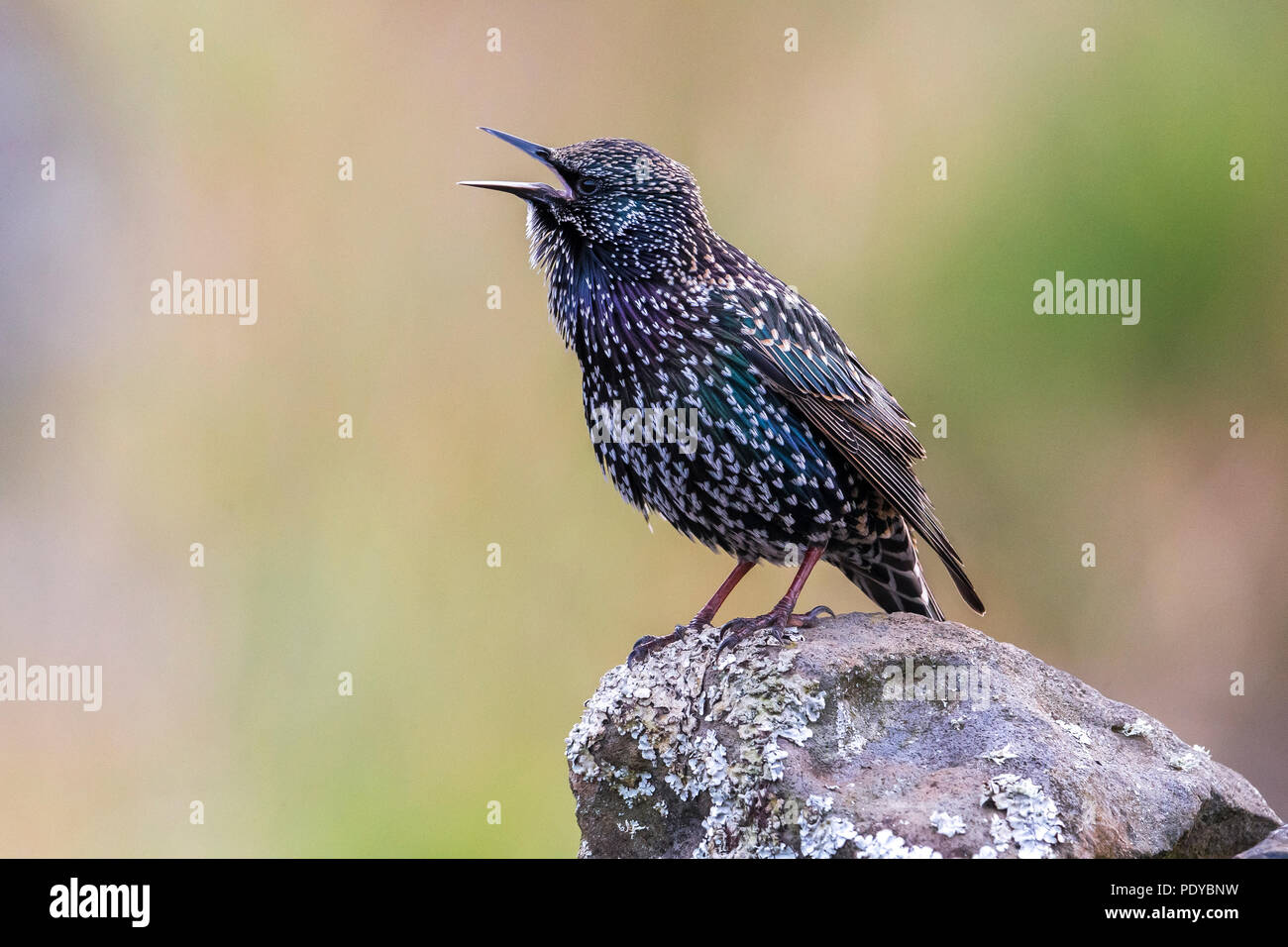 Common Starling, Sturnus vulgaris granti Stockfoto