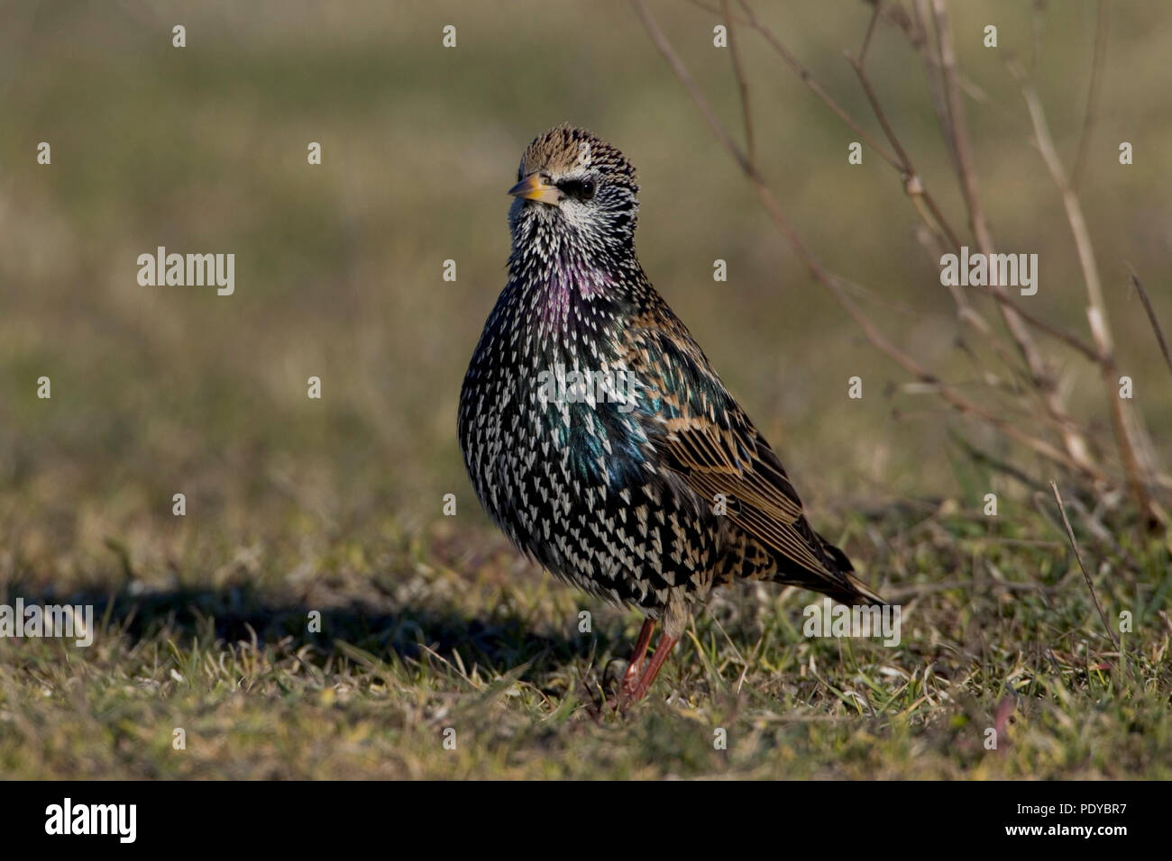 Common Starling zwischen welke Gras sitzen. Stockfoto
