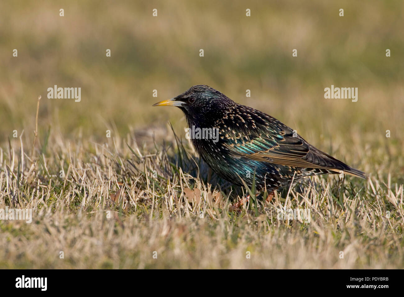 Common Starling zwischen welke Gras sitzen. Stockfoto