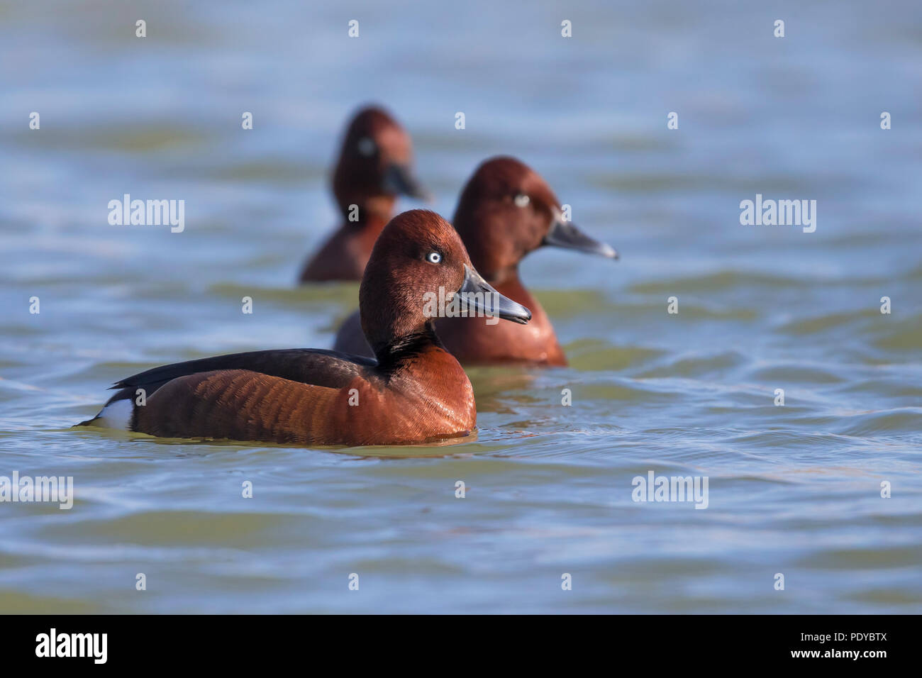 Männliche Moorente; Aythya nyroca Stockfoto