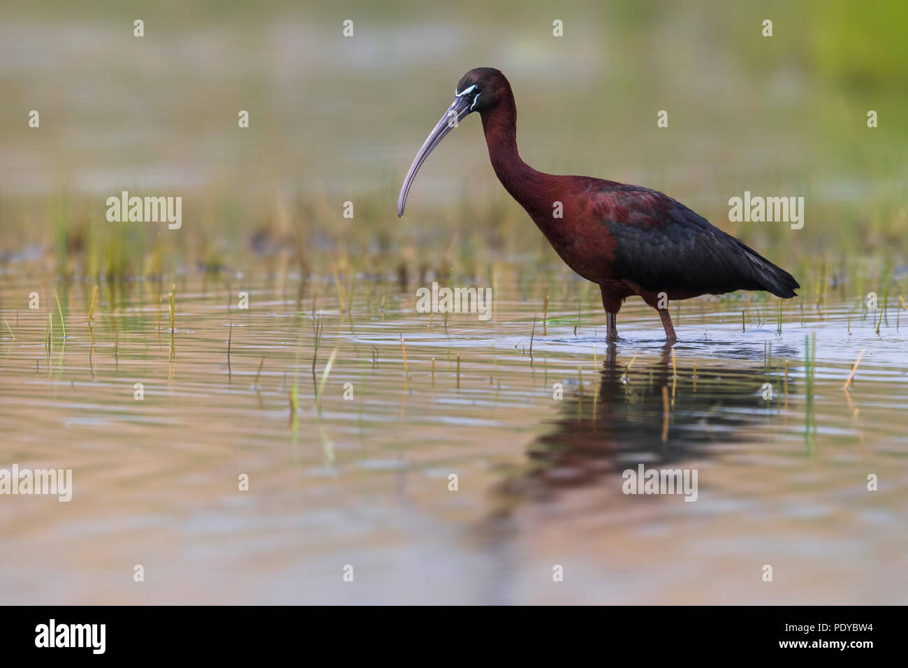 Glänzend Plegadis falcinellus Ibis; Stockfoto