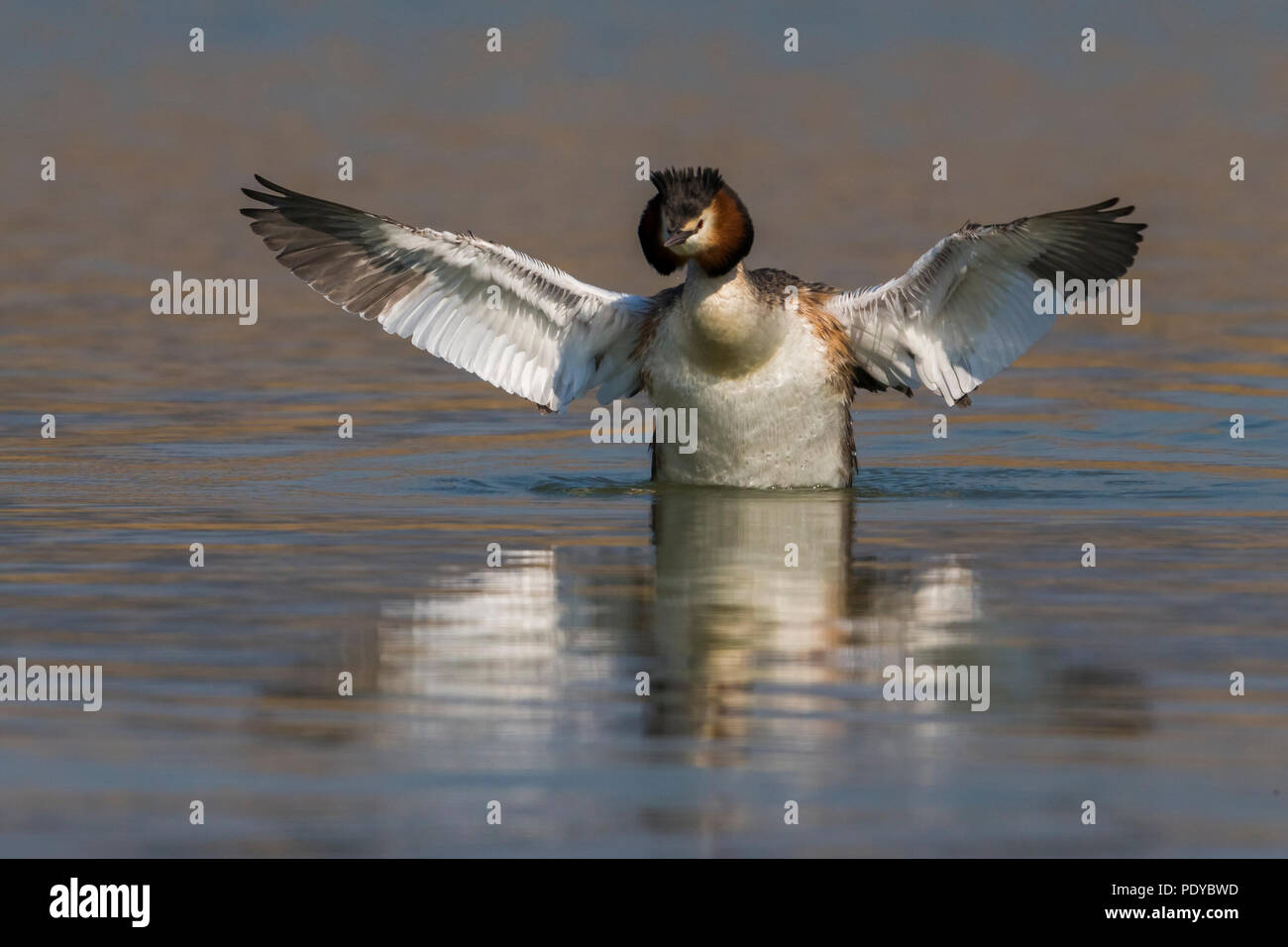 Great Crested Grebe; Podiceps cristatus Stockfoto