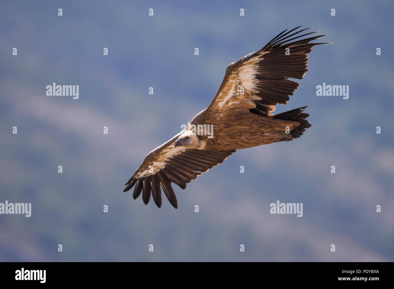 Gänsegeier (Tylose in Fulvus) fliegen Stockfoto