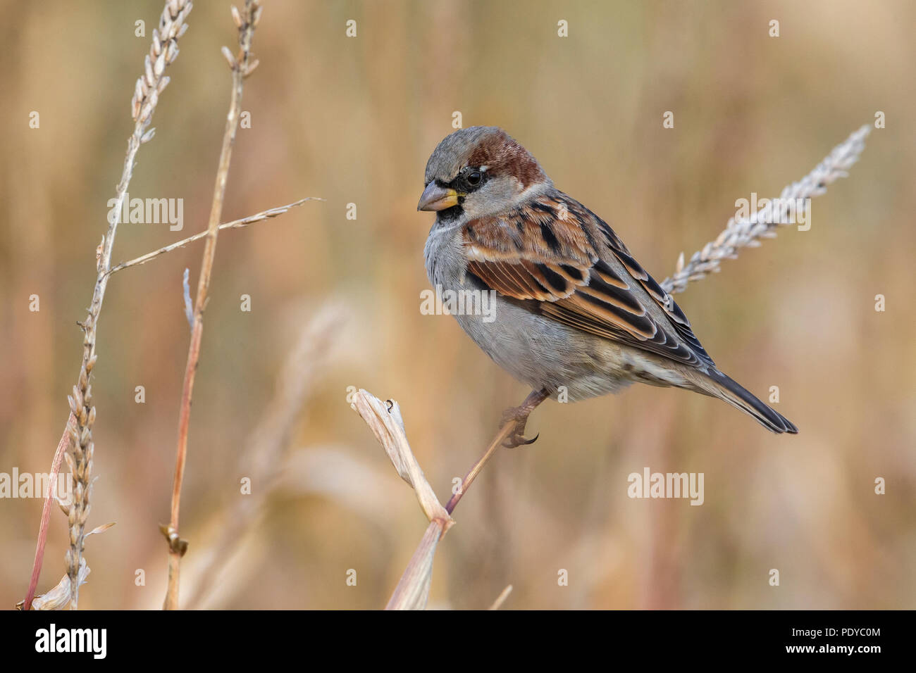 Haussperling; Passer domesticus Stockfoto