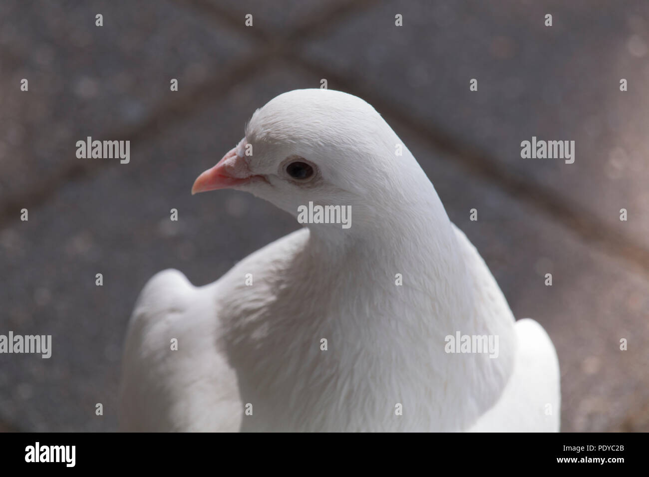 Close-up Portrait weiße Taube sitzt auf dem Bürgersteig Stockfoto