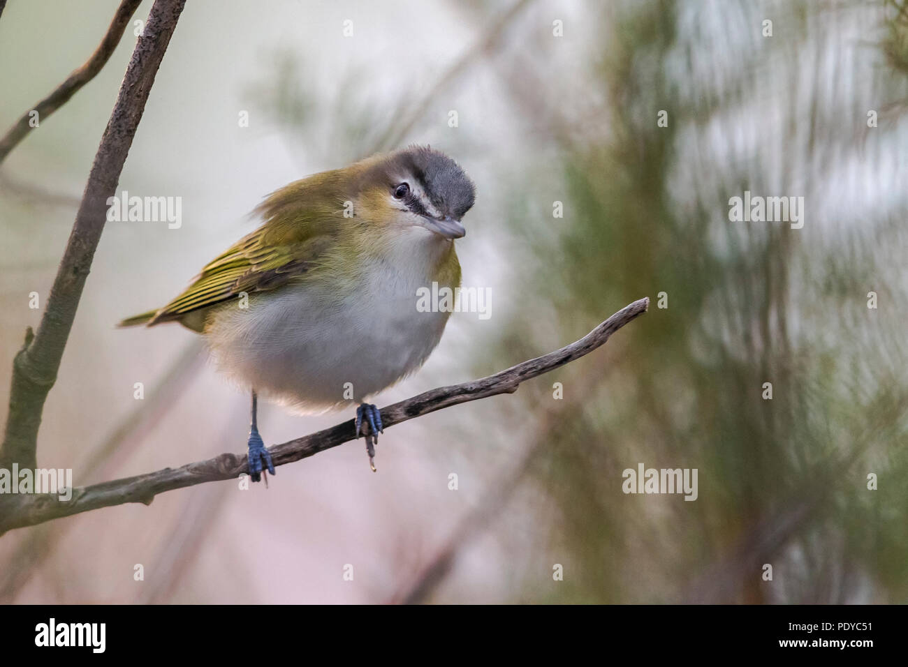 Red-eyed Vireo; Vireo olivaceus Stockfoto