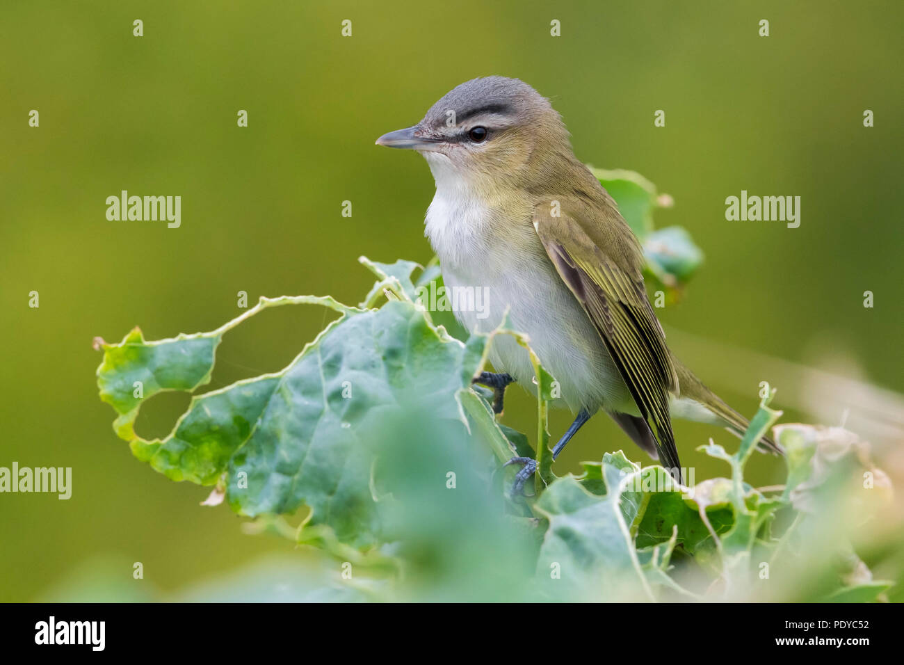 Red-eyed Vireo; Vireo olivaceus Stockfoto