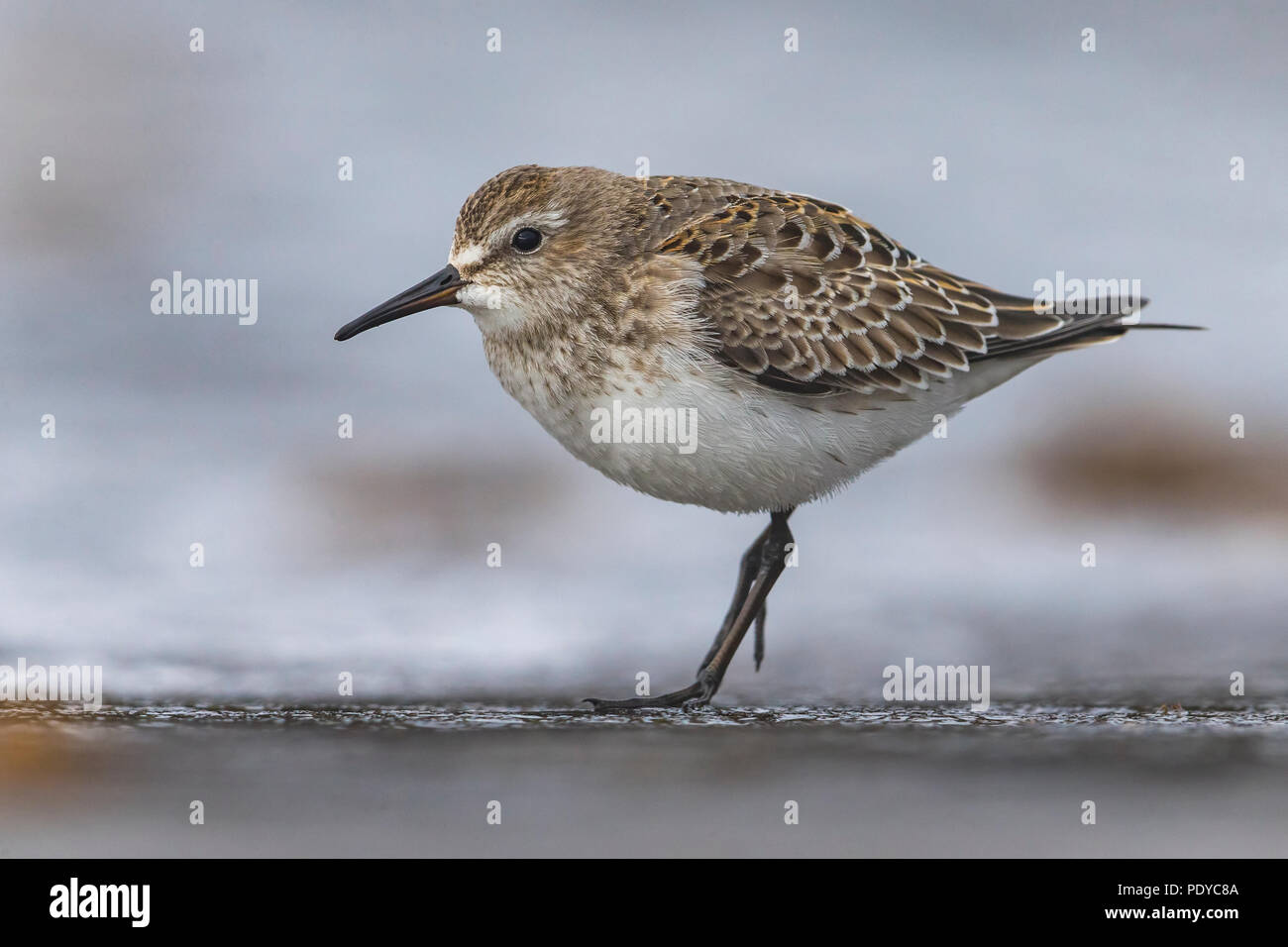 White-rumped Sandpiper; Calidris fuscicollis Stockfoto