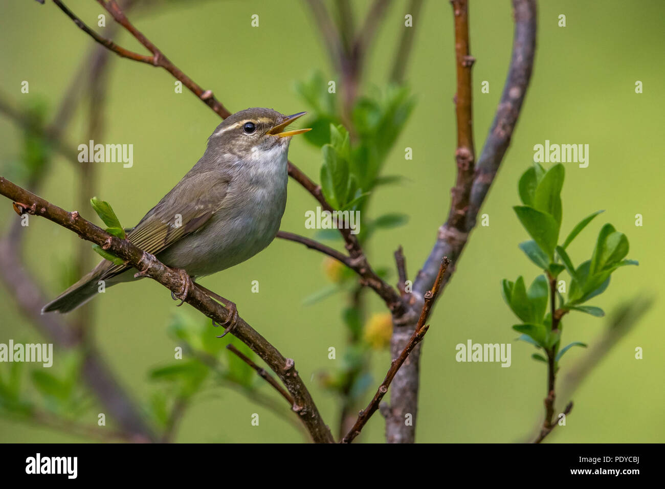 Arktis Laubsänger (Phylloscopus borealis), die in der Zucht Lebensraum. Stockfoto