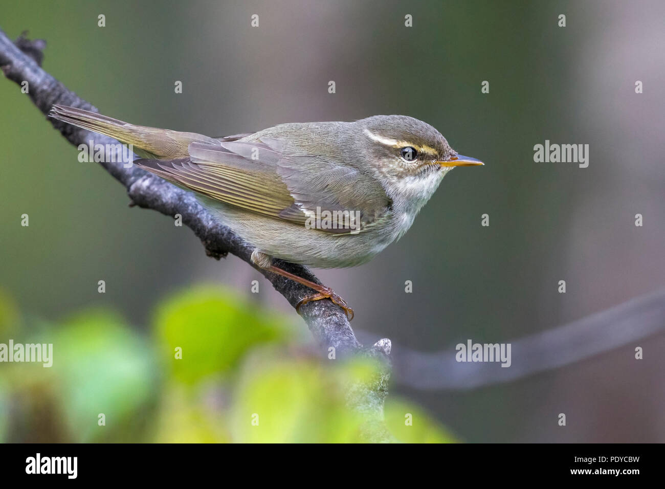 Arktis Laubsänger (Phylloscopus borealis), die in der Zucht Lebensraum. Stockfoto