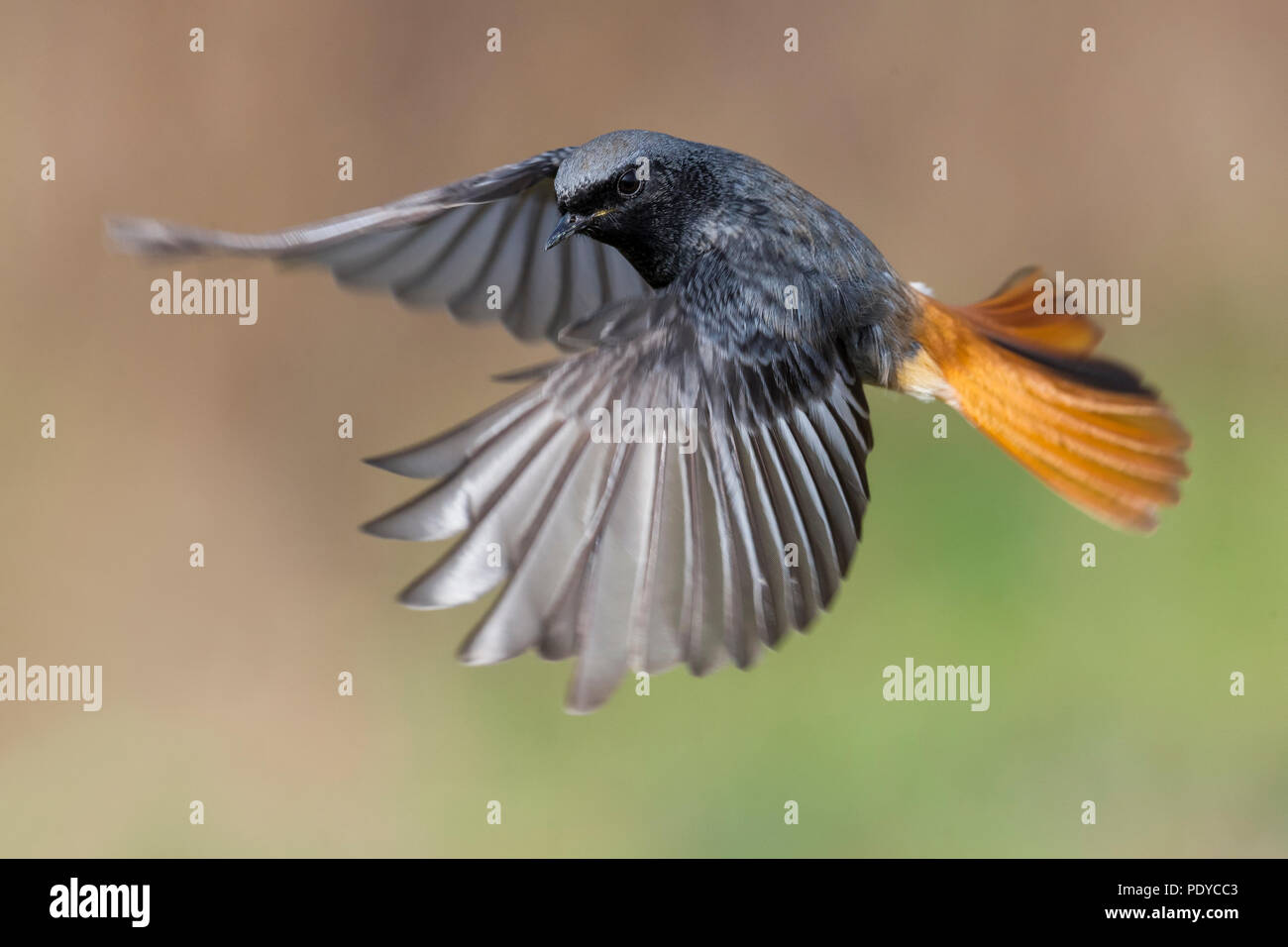 Männliche schwarze Redstart (Phoenicurus ochruros gibraltariensis) fliegen Stockfoto