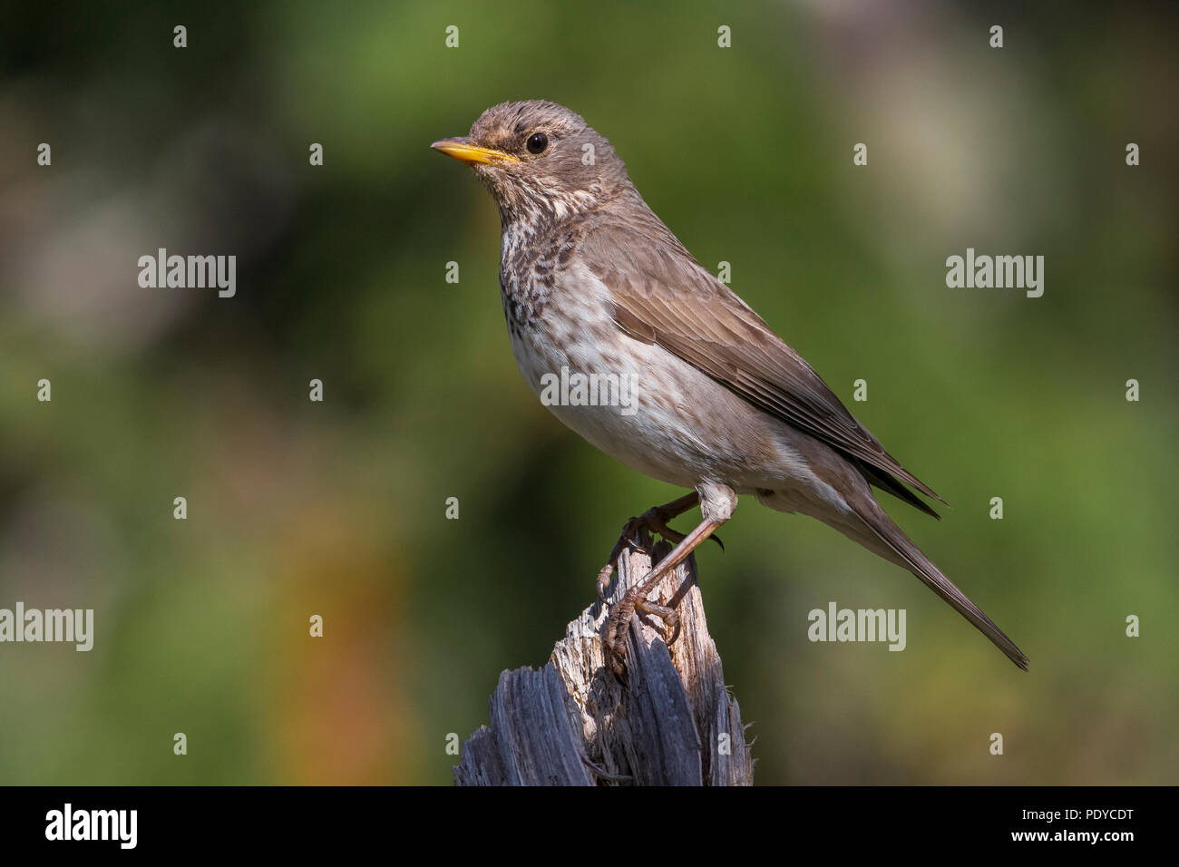 Black-throated Thrush (Turdus atrogularis) in Zucht Lebensraum Stockfoto