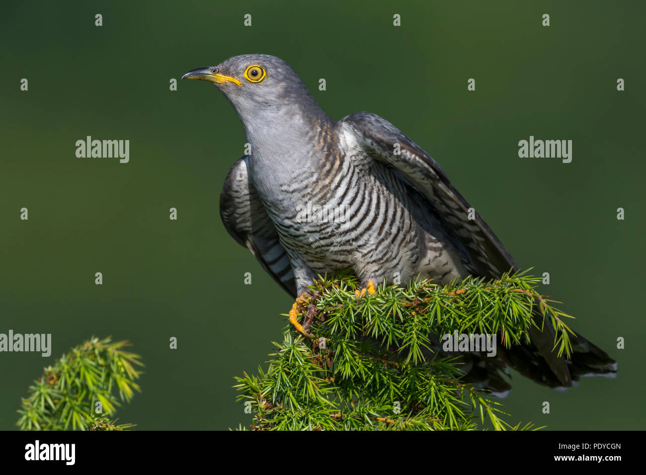 Gemeinsame Kuckuck Cuculus canorus; Stockfoto