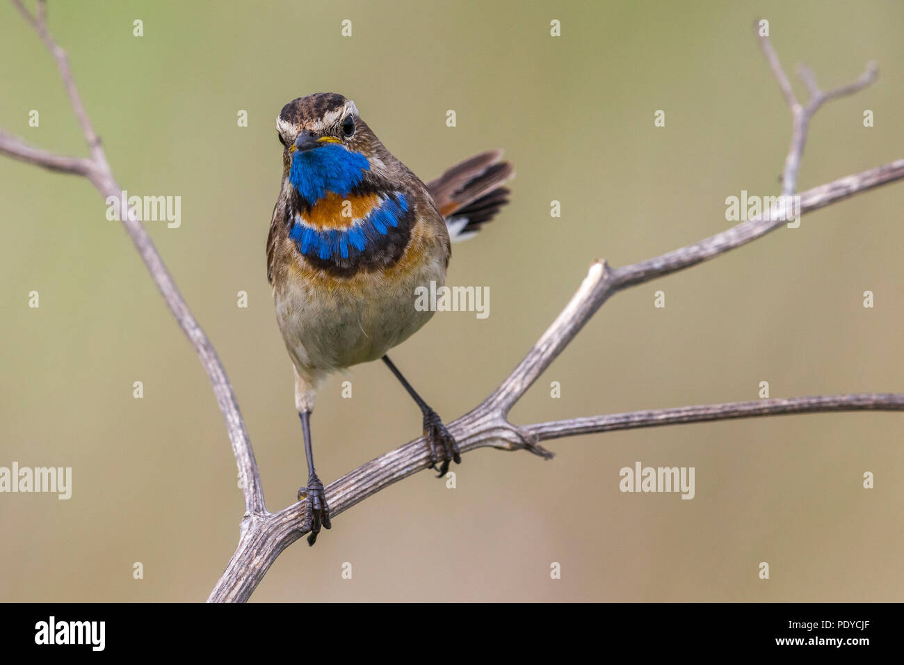 Blaukehlchen; Luscinia svecica Svecica Stockfoto