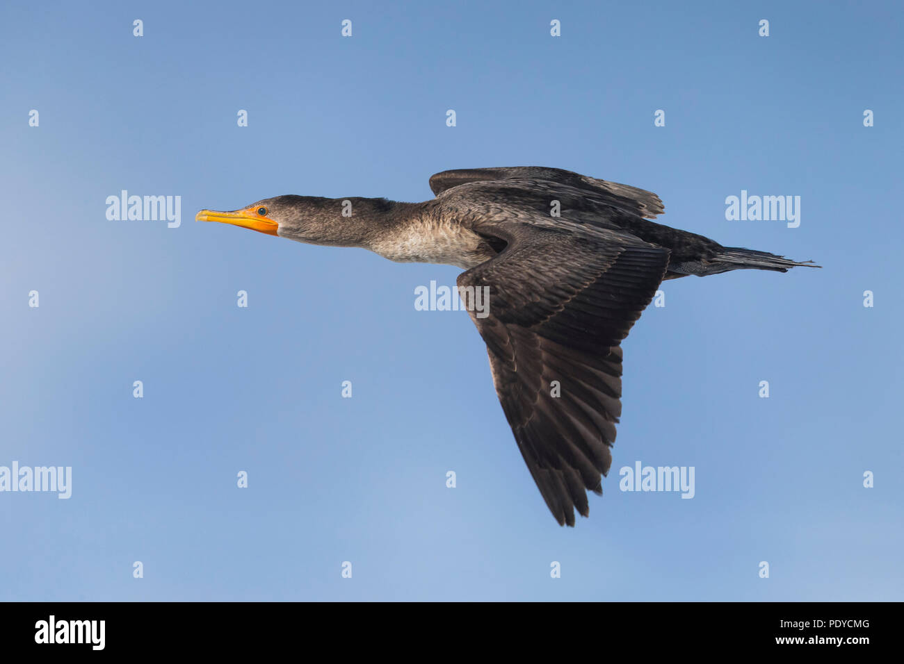 Flying Double-Crested Cormorant; Phalacrocorax auritus Stockfoto