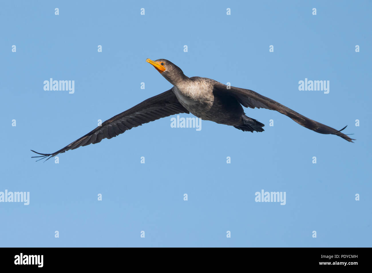 Flying Double-Crested Cormorant; Phalacrocorax auritus Stockfoto