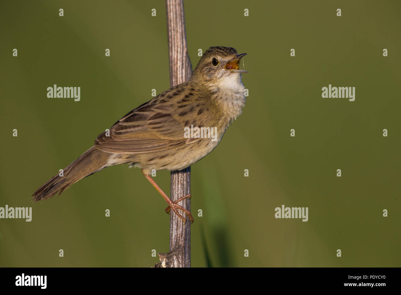 Östliche Unterart von Grasshopper Warbler; Locustella naevia straminea Stockfoto